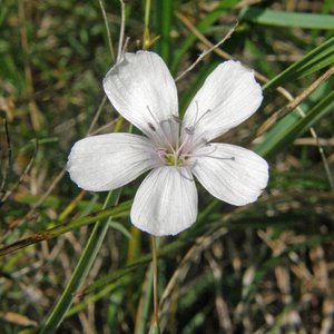 Schmalblättriger Lein / Linum tenuifolium