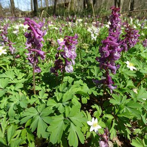 Hohler Lerchensporn / Corydalis cava