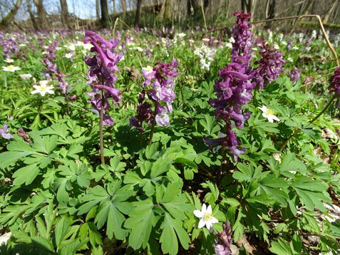Hohler Lerchensporn / Corydalis cava