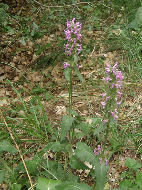 Echter Ziest / Stachys officinalis