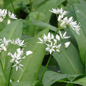 Bärlauch / Allium ursinum