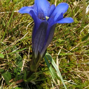 Clusius-Enzian / Gentiana clusii