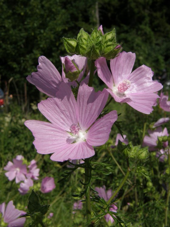 Sigmarswurz / Malva alcea
