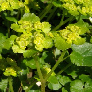 Wechselblättriges Milzkraut / Chrysosplenium alternifolium