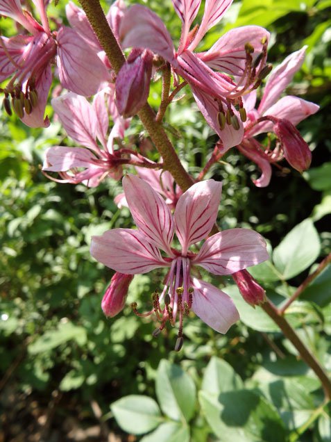 Diptam / Dictamnus albus