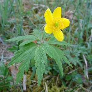 Gelbes Windröschen / Anemone ranunculoides