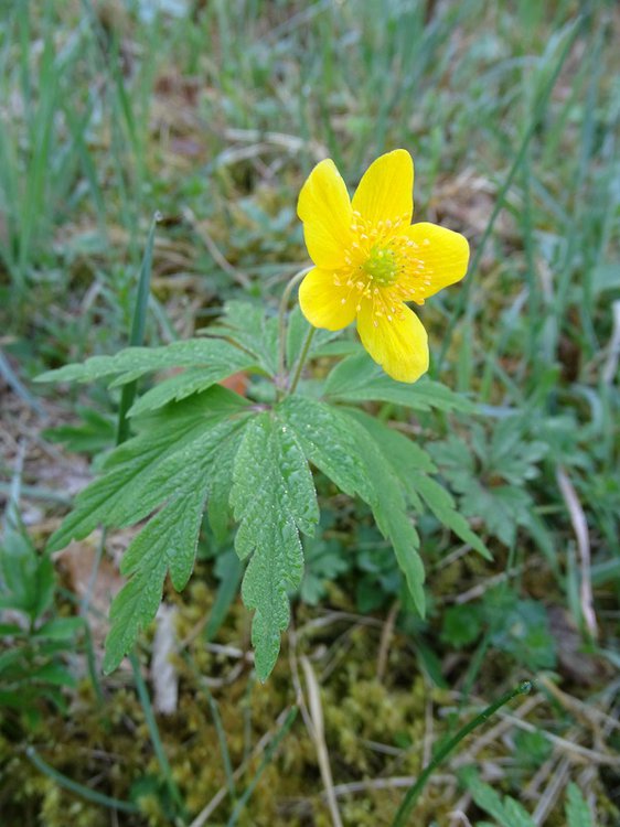 Gelbes Windröschen / Anemone ranunculoides