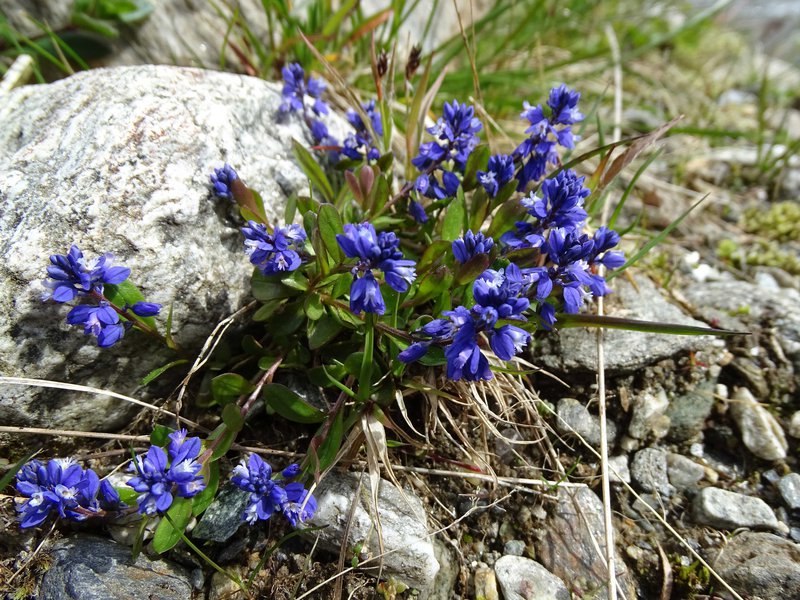 Alpen-Kreuzblume / Polygala alpestris