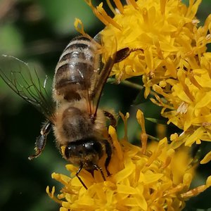 Gold-Aster / Aster linosyris