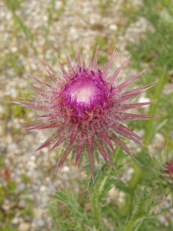 Nickende Kratzdistel / Carduus nutans