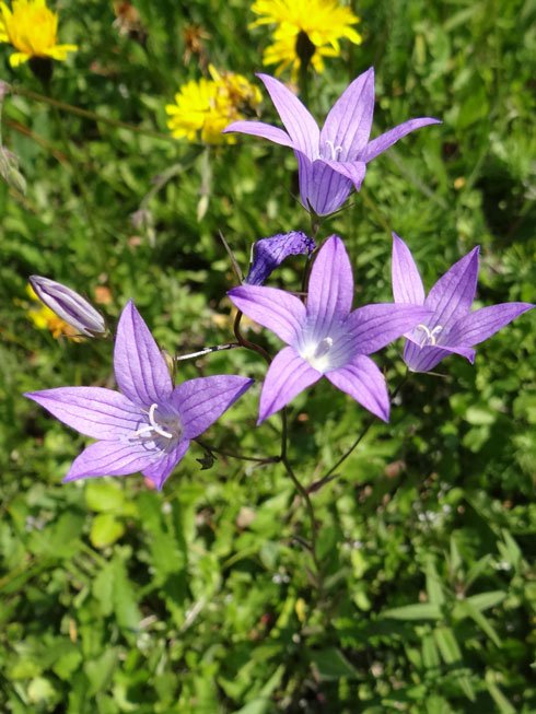 Wiesen-Glockenblume / Campanula patula