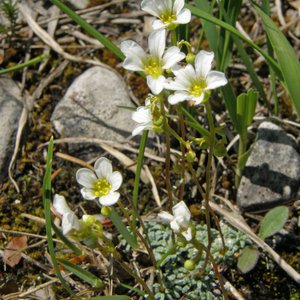 Blaugrüner Steinbrech / Saxifraga caesia