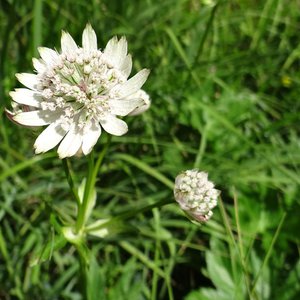 Große Sterndolde / Astrantia major