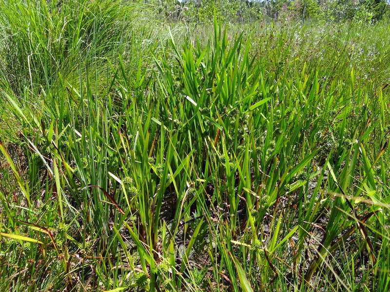 Einfacher Igelkolben / Sparganium emersum