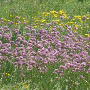 Kanten-Lauch / Allium angulosum