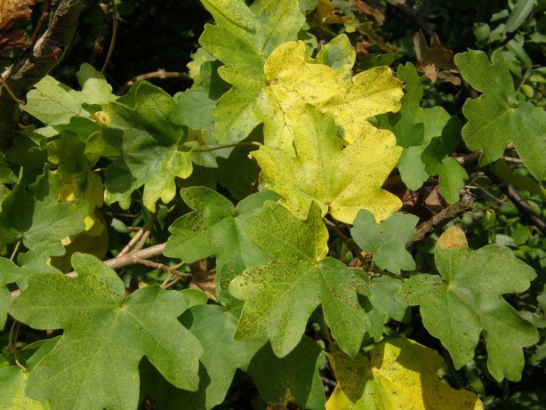 Feld-Ahorn / Acer campestre