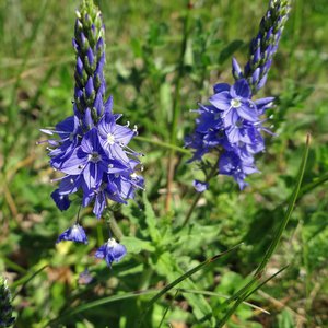 Österreichischer Ehrenpreis / Veronica austriaca
