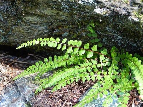 Braungrüner Streifenfarn / Asplenium adulterinum