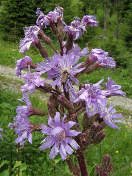 Alpen-Milchlattich / Cicerbita alpina