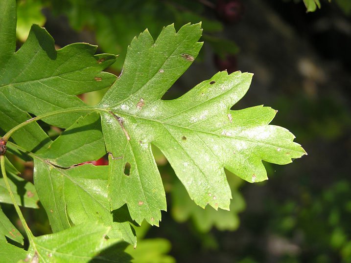Eingriffeliger Weißdorn / Crataegus monogyna
