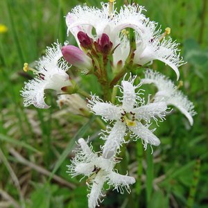 Fieberklee / Menyanthes trifoliata