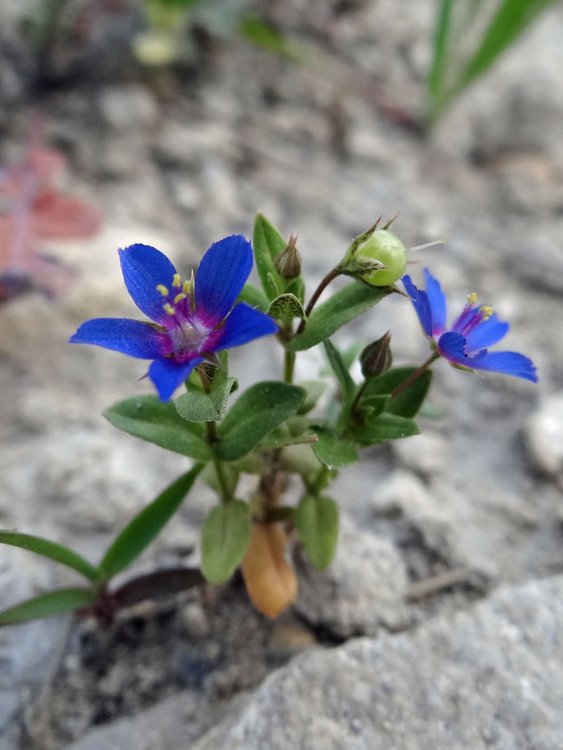 Blauer Gauchheil / Lysimachia foemina