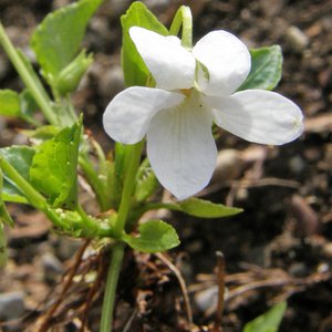 Weißes Veilchen / Viola alba