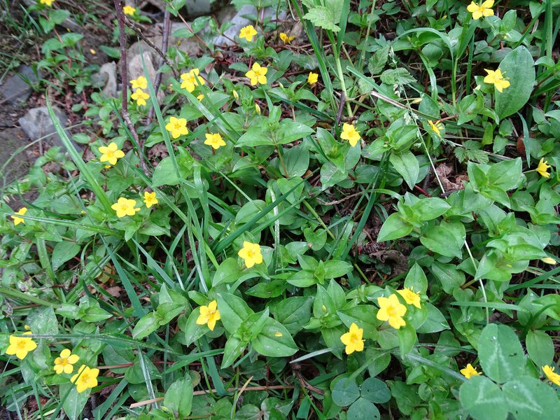 Hain-Gilbweiderich / Lysimachia nemorum