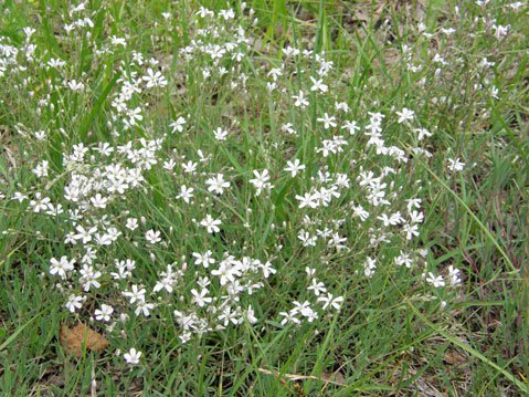 Acker-Gipskraut / Gypsophila muralis
