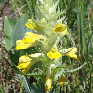 Großer Klappertopf / Rhinanthus serotinus