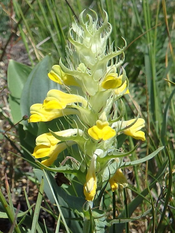 Großer Klappertopf / Rhinanthus serotinus