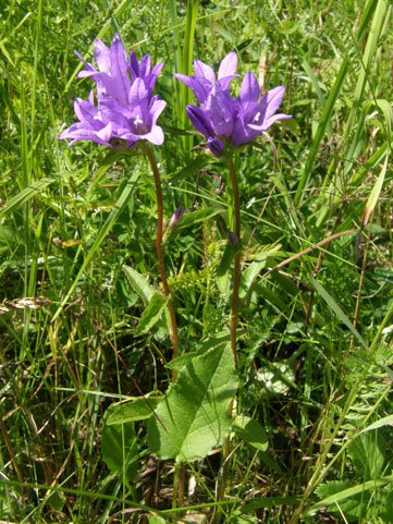 Knäuel-Glockenblume / Campanula glomerata