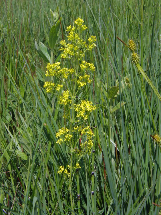 Echtes Labkraut / Galium verum