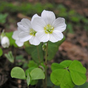Wald-Sauerklee / Oxalis acetosella