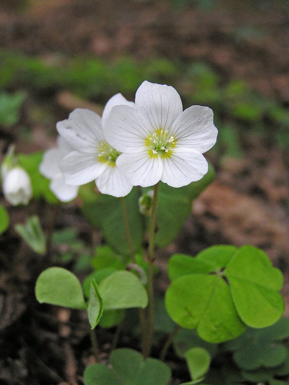 Wald-Sauerklee / Oxalis acetosella