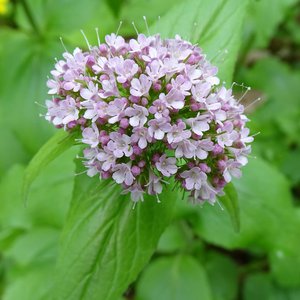 Berg-Baldrian / Valeriana montana