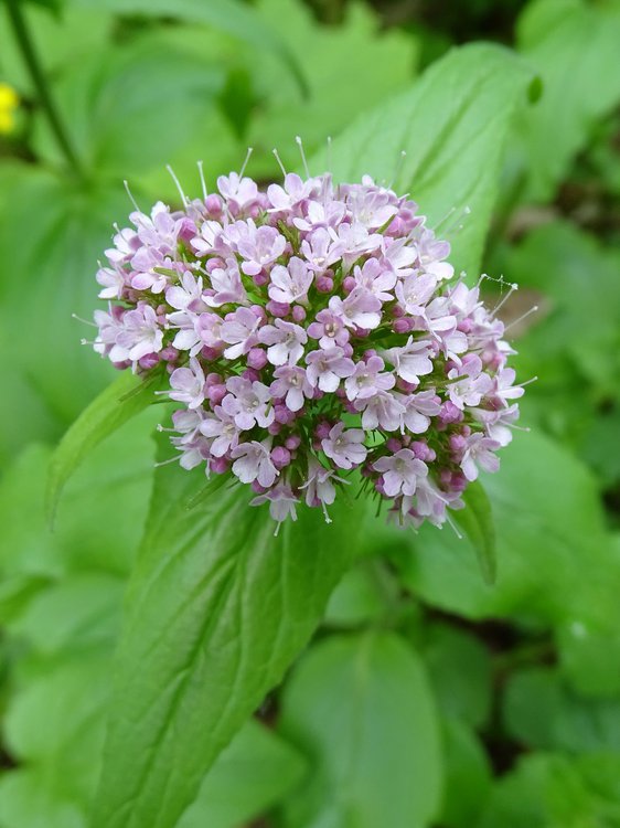 Berg-Baldrian / Valeriana montana