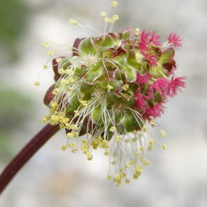 Kleiner Wiesenknopf / Sanguisorba minor