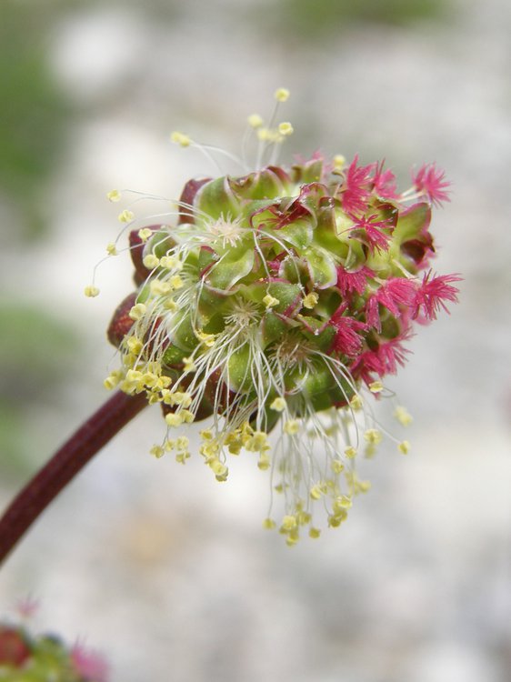 Kleiner Wiesenknopf / Sanguisorba minor