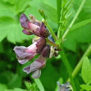 Zaun-Wicke / Vicia sepium