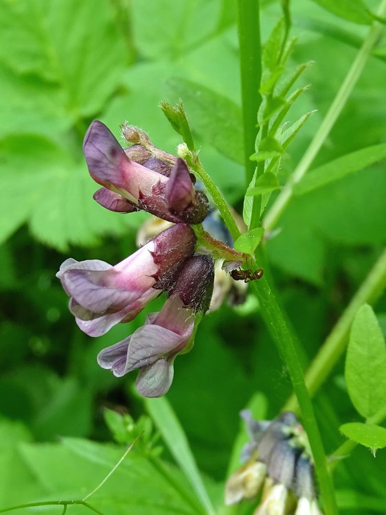 Zaun-Wicke / Vicia sepium