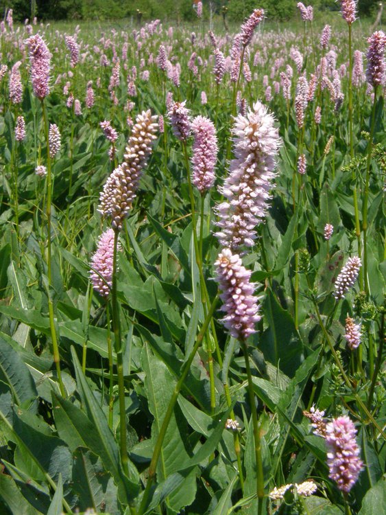 Schlangen-Knöterich / Polygonum bistorta