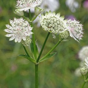 Bayerische Sterndolde / Astrantia bavarica