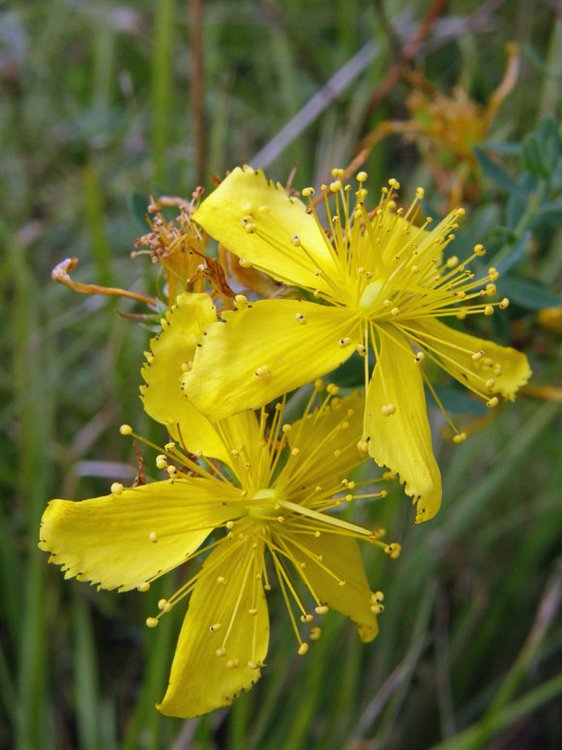 Tüpfel-Johanniskraut / Hypericum perforatum