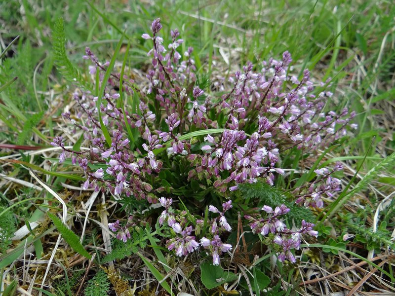 Moor-Kreuzblume / Polygala amarella