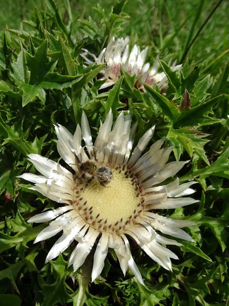 Silberdistel / Carlina acaulis