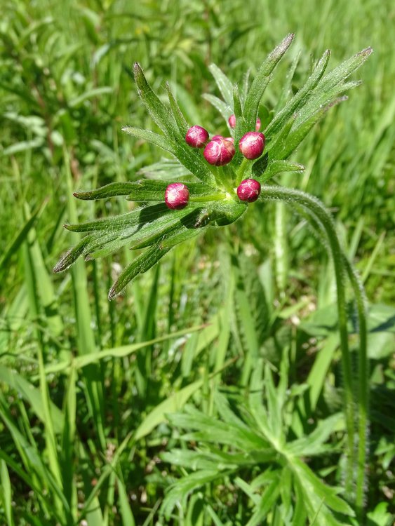 Berghähnlein / Anemone narcissiflora