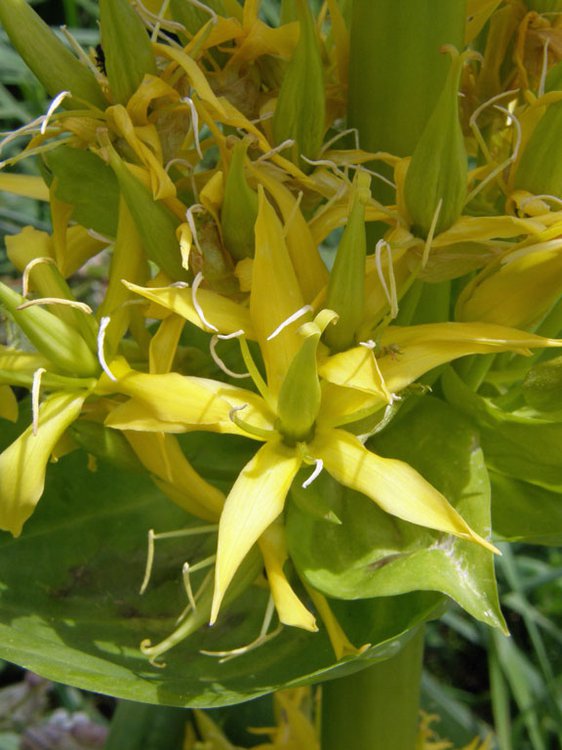 Gelber Enzian / Gentiana lutea