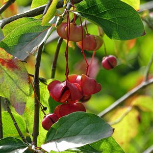 Breitblättriges Pfaffenhütchen / Euonymus latifolius