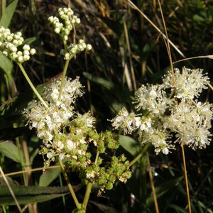 Echtes Mädesüß / Filipendula ulmaria